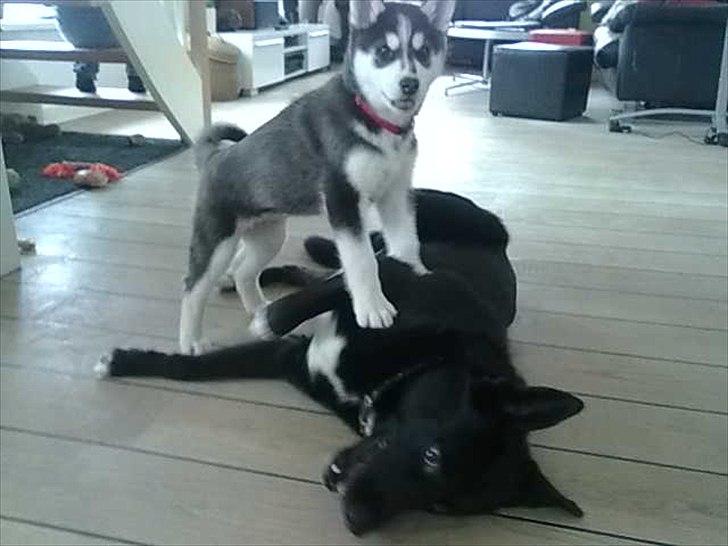 Blanding af racer Chick - Mooooor, nu driller Aya igen.... billede 9