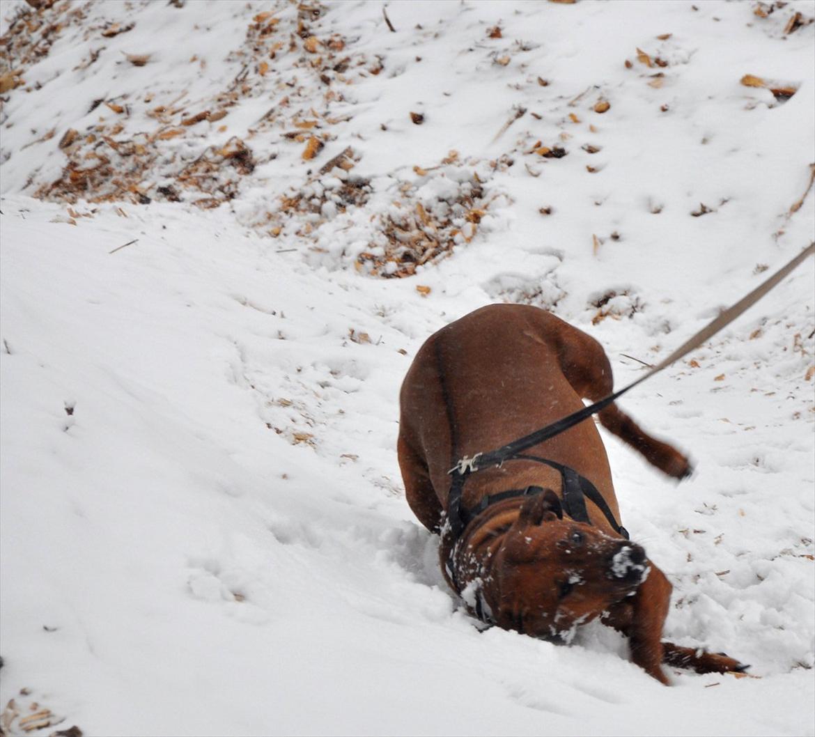 Rhodesian ridgeback Alika billede 2