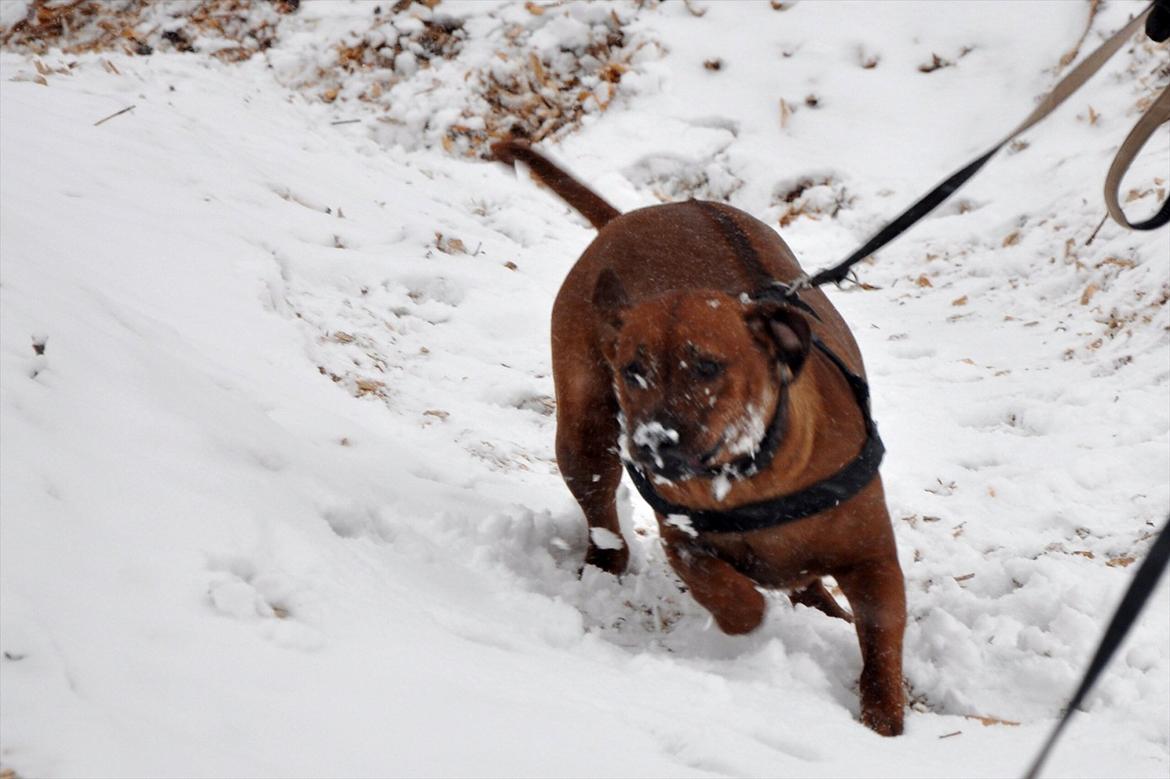 Rhodesian ridgeback Alika billede 3