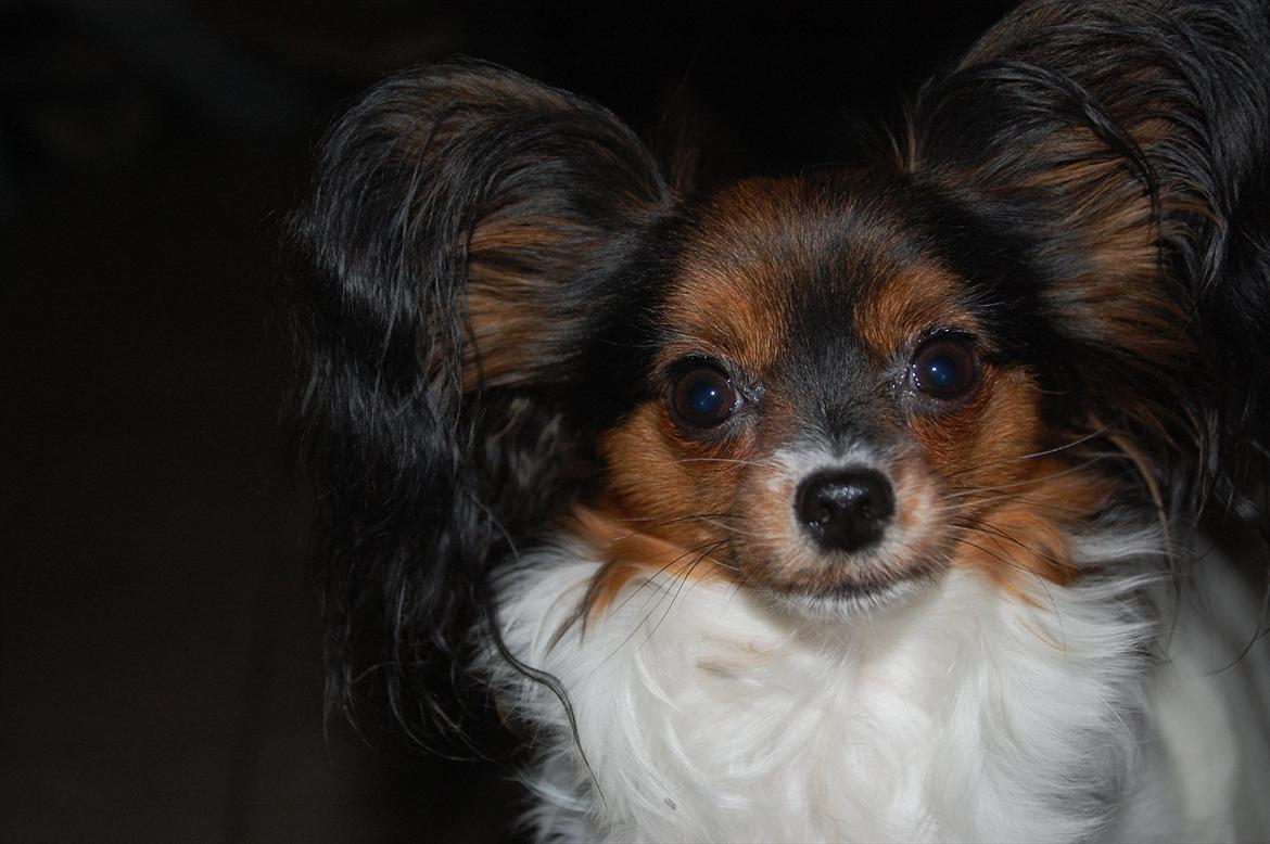 Papillon Herbie billede 9