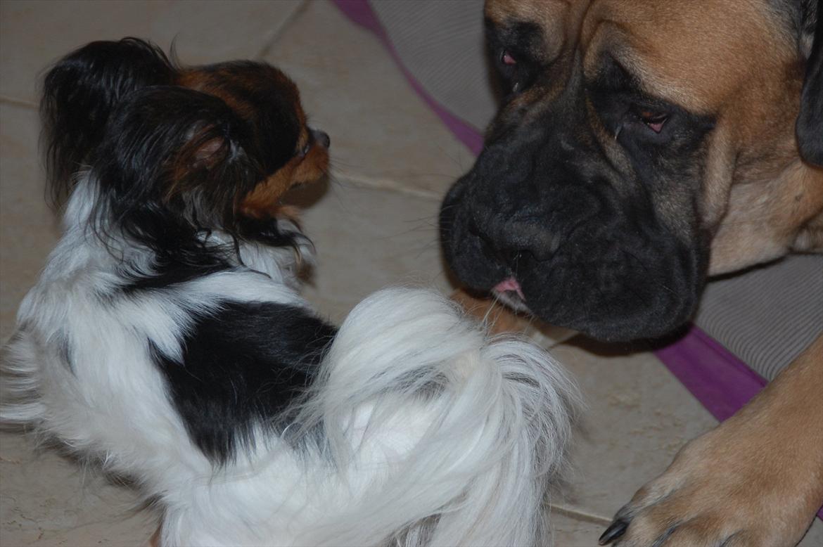 Papillon Herbie billede 10