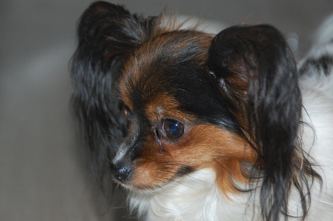 Papillon Herbie billede 11