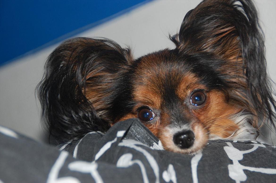 Papillon Herbie billede 12