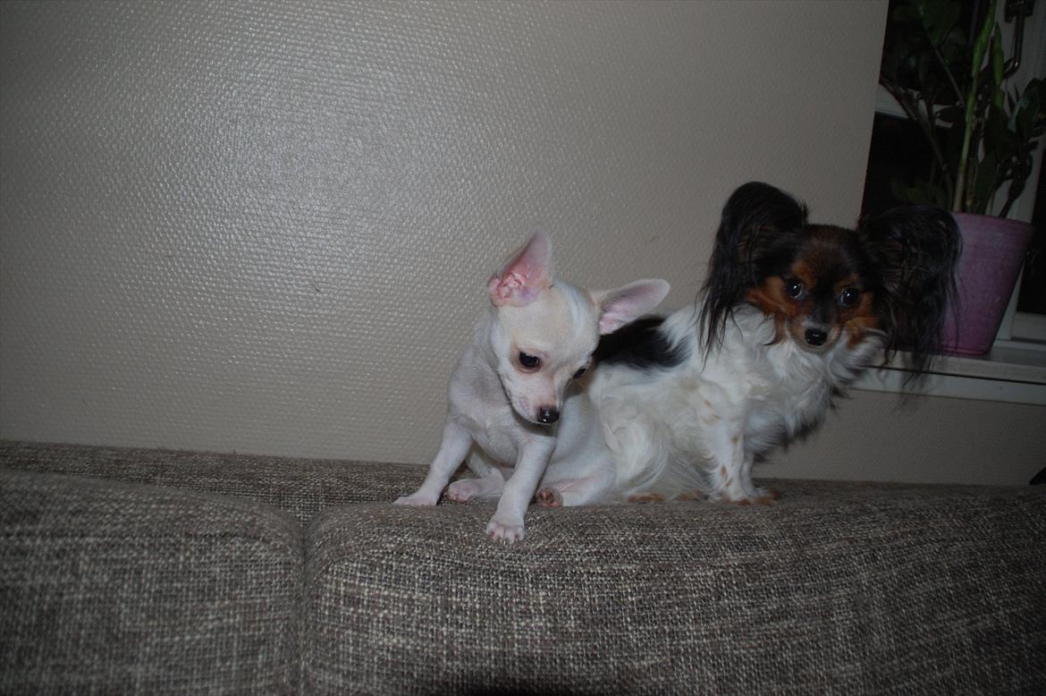 Papillon Herbie billede 13