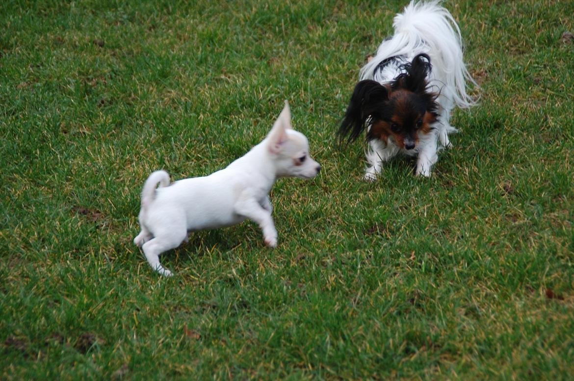 Papillon Herbie billede 14