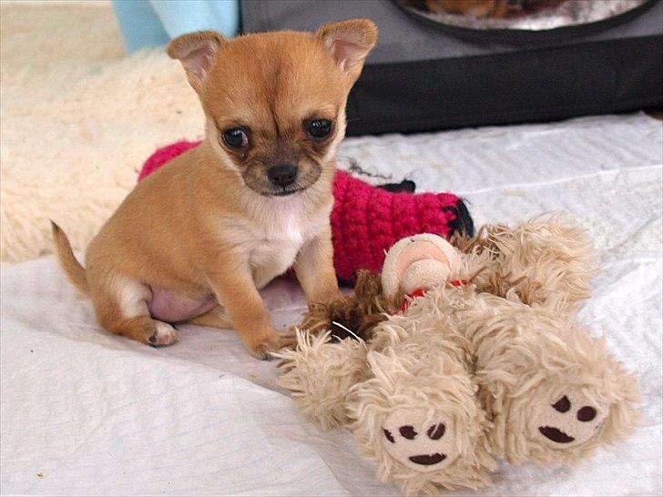 Chihuahua Chloe - 5 uger billede 5