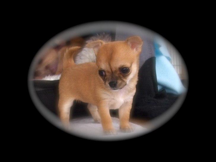 Chihuahua Chloe - 5 uger billede 11