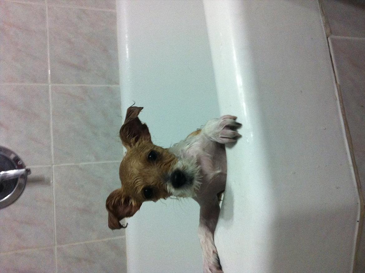 Blanding af racer Thierry Henry billede 12