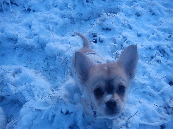 Chihuahua Fonzie billede 4