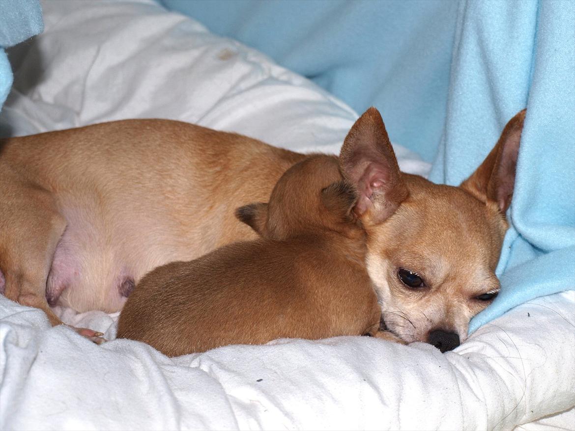 Chihuahua Chloe - Putter med mor billede 12