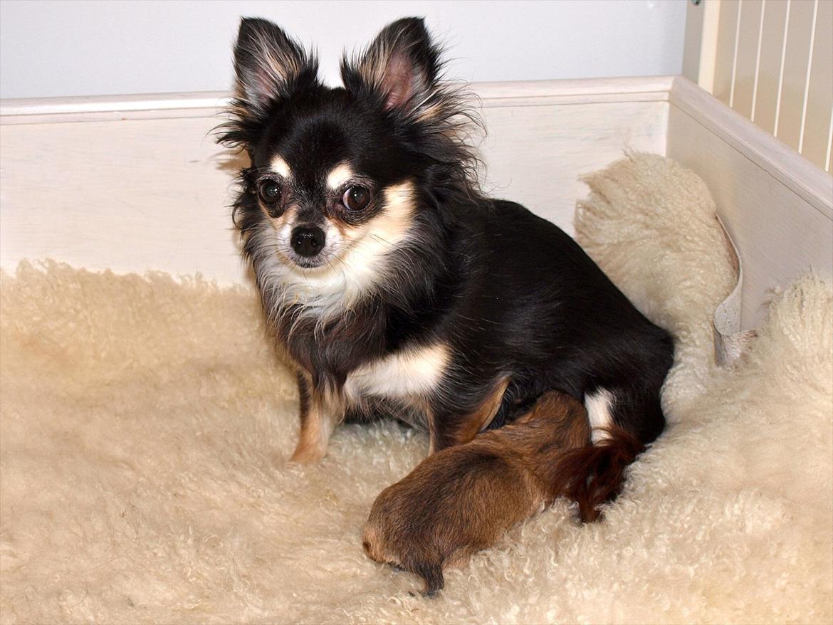 Chihuahua Mazi - Super dygtig mor billede 1