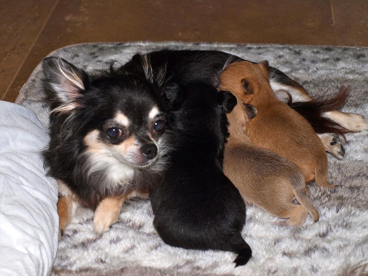 Chihuahua Mazi - giver gerne min "søsters" børn lidt mad også billede 7