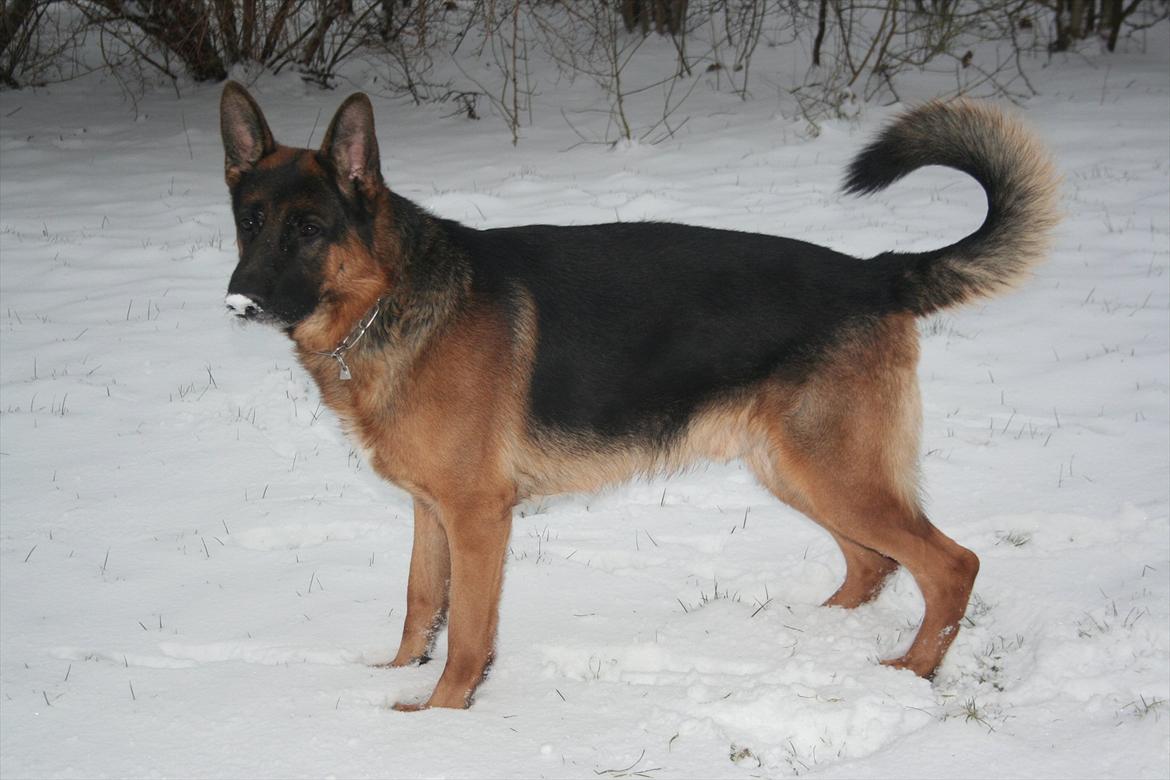 Schæferhund Jasko - Januar 2012 billede 20