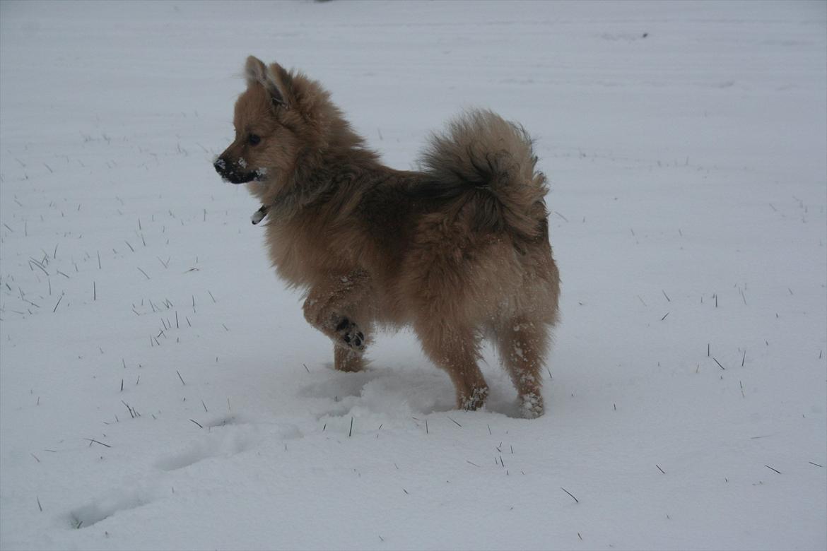 Pomeranian Bailey billede 16