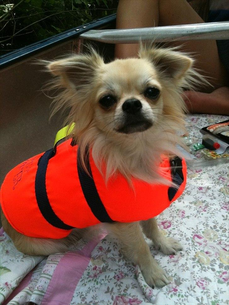 Chihuahua Mazi - Min kæreste og far til mine børn <3 billede 8