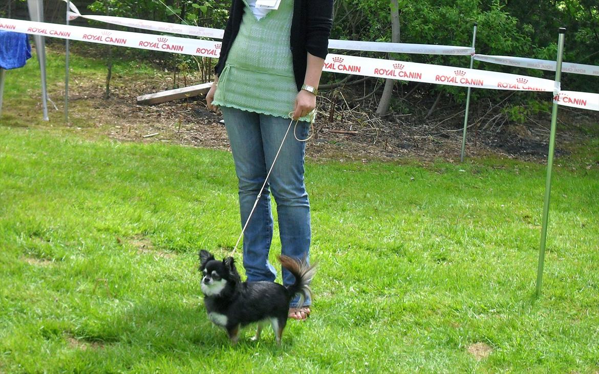 Chihuahua Mazi - 1. plads på udstilling.. sådan min skat... billede 9