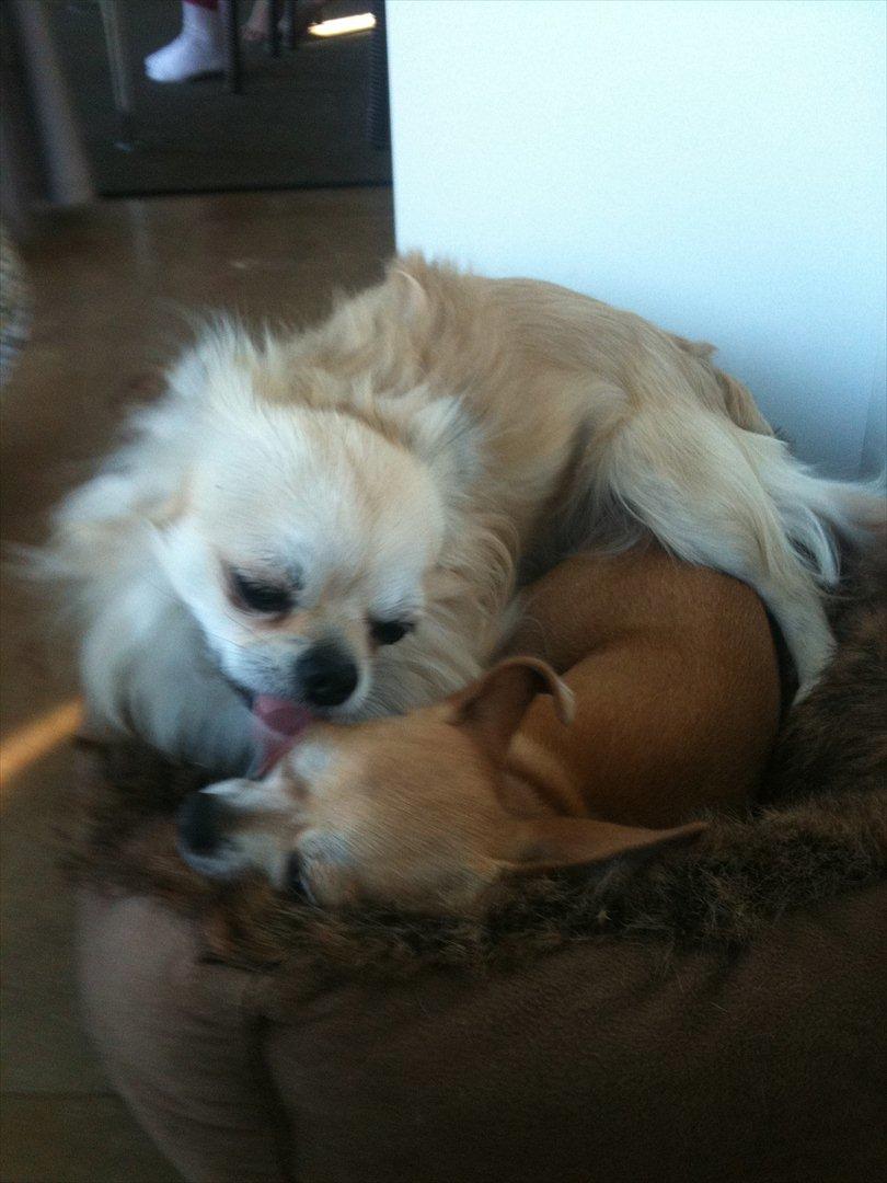 Chihuahua Mika - Ja... Lige nu sidder vi sammen...
Det kom der 2 dejlige hvalpe ud af billede 8