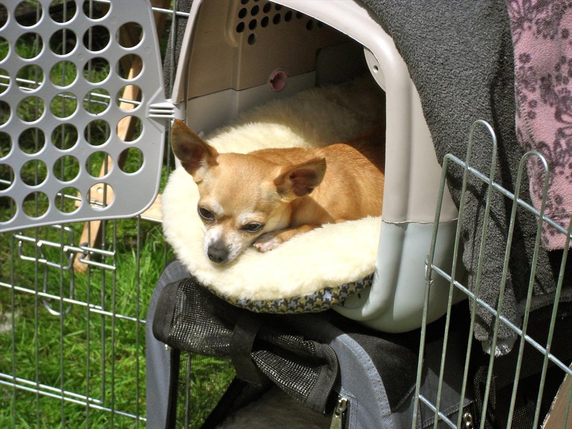 Chihuahua Mika - Ventetiden er godt nok lang på sådan en hundeudstilling... billede 1