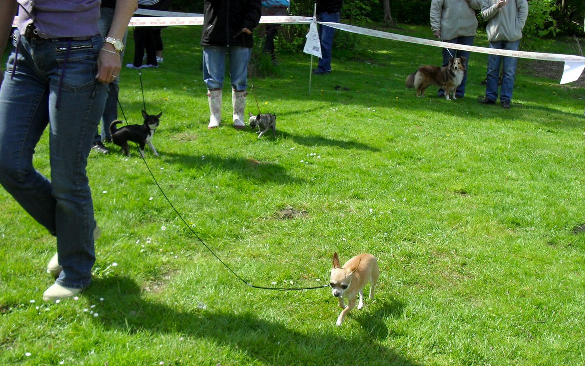 Chihuahua Mika - Førsteplads på udstilling... Jubiii billede 9
