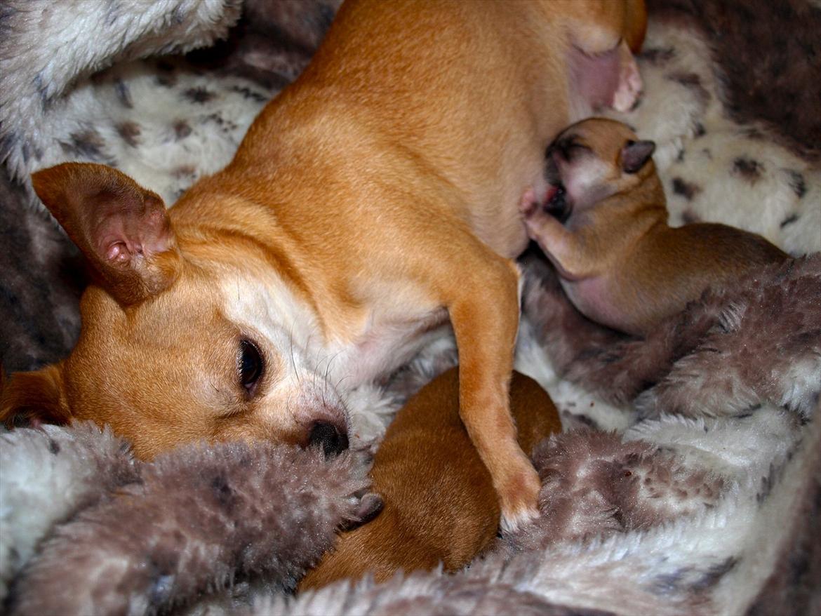 Chihuahua Mika - Elsker mine babyer... billede 10