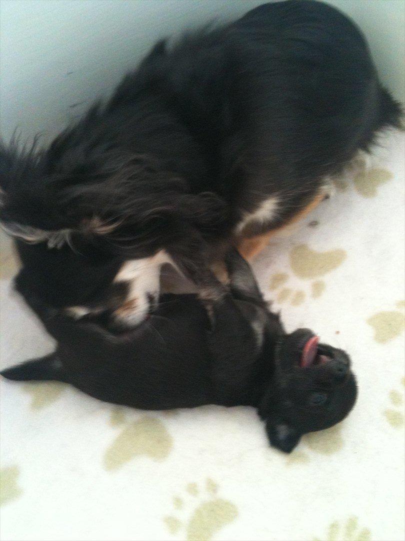 Chihuahua manfred - Du har verdens bedste mor... billede 4