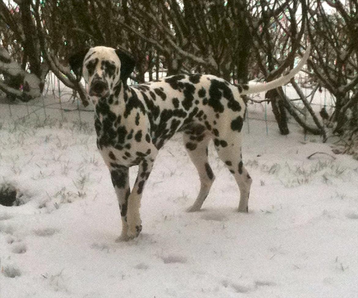 Dalmatiner Neo Aka Frindly Frodo  - Neo's første gang ude i sneen :)  billede 16