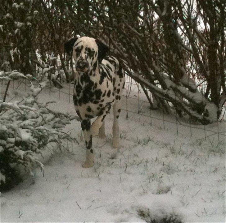 Dalmatiner Neo Aka Frindly Frodo  - "Jeg får sne i øjet mor... " :D  billede 17