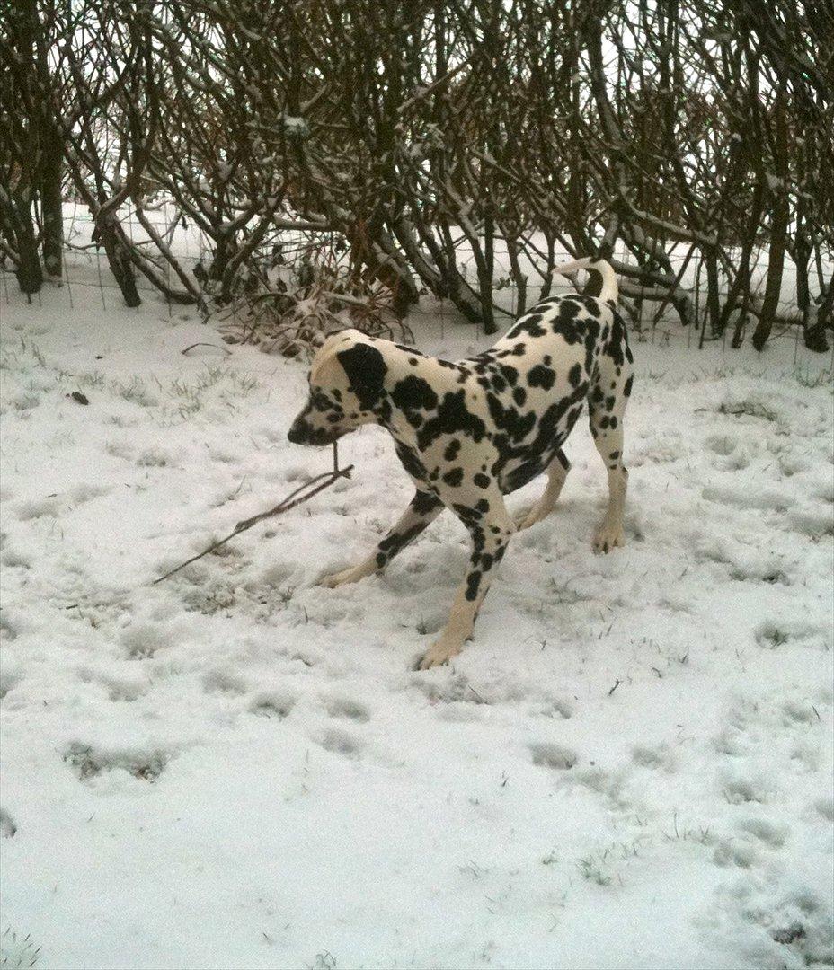 Dalmatiner Neo Aka Frindly Frodo  - Uhh det er sjovt med alt den sne :)  billede 18