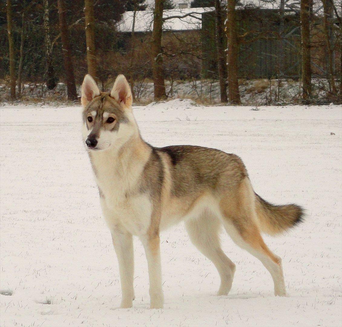 Tamaskan Dog Indiana - "Matsi" - 8 mdr. billede 5