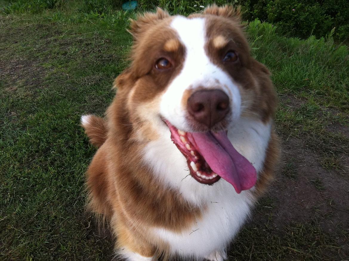 Australian shepherd Aussie - Tungeslasker muuums!  billede 8