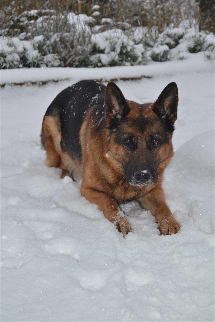 Schæferhund Lex billede 1