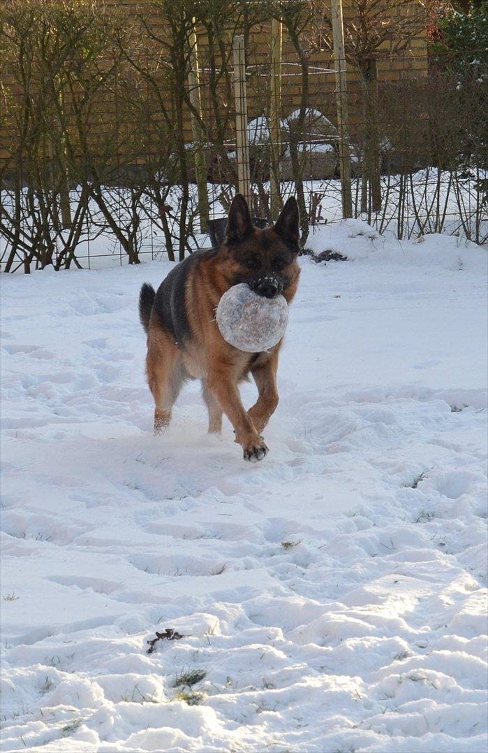 Schæferhund Lex billede 2
