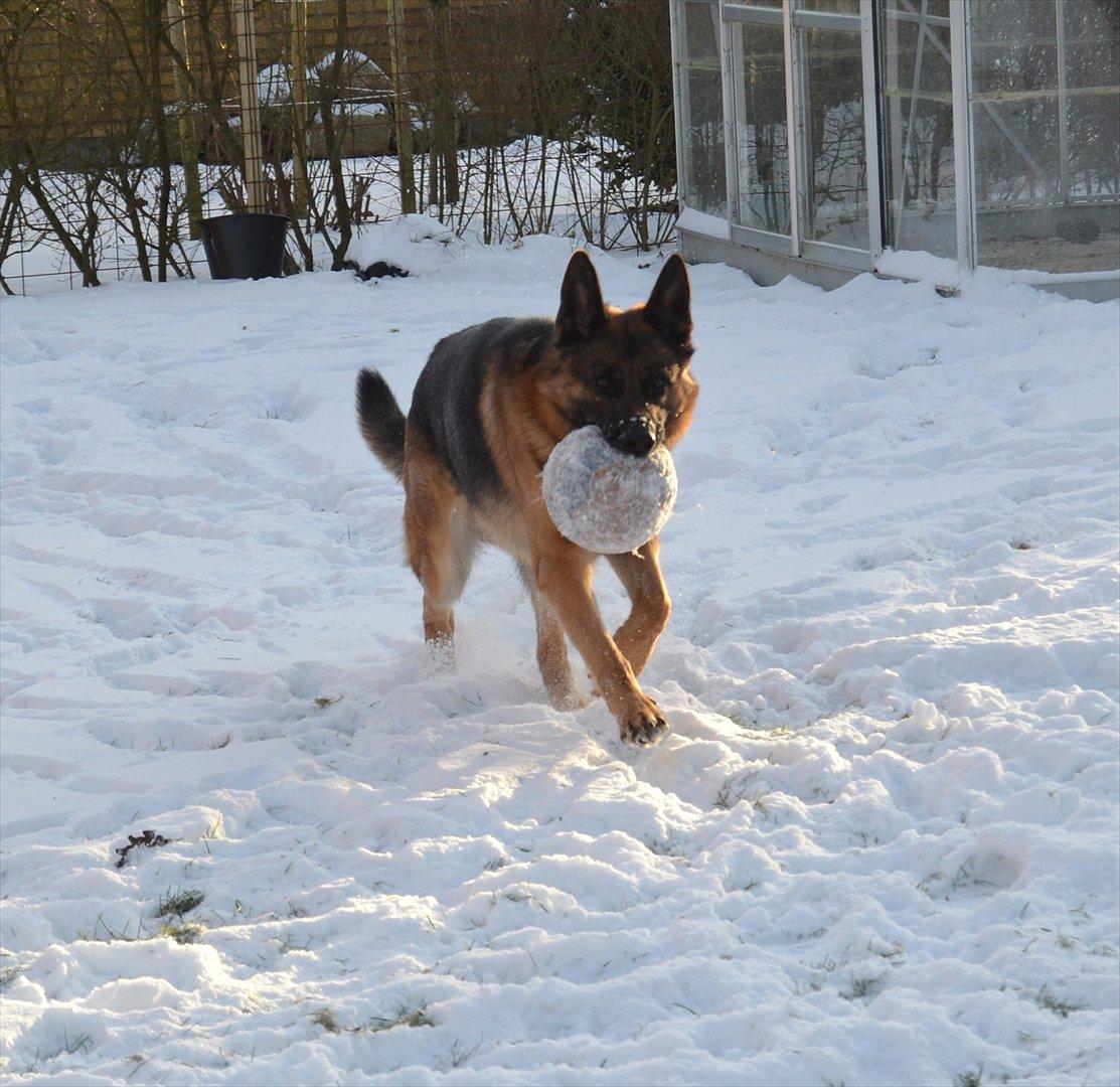 Schæferhund Lex billede 3