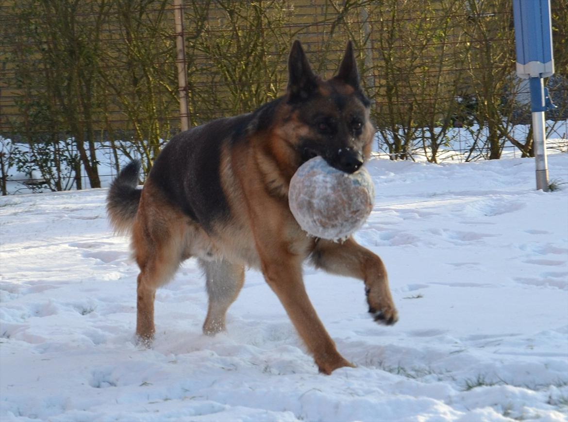 Schæferhund Lex billede 4