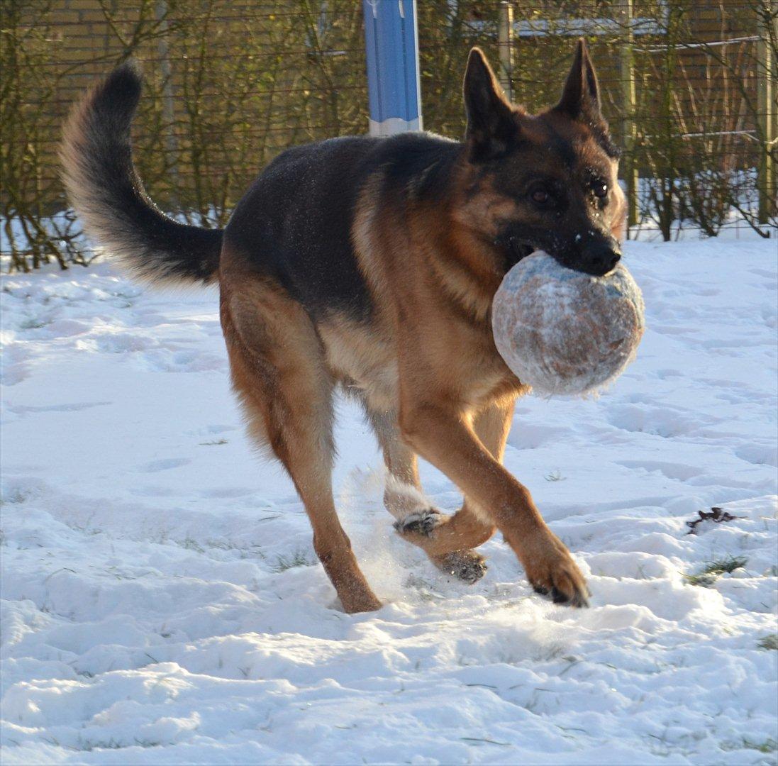 Schæferhund Lex billede 5
