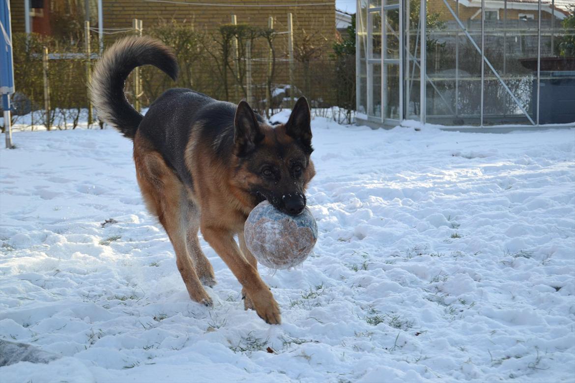 Schæferhund Lex billede 6