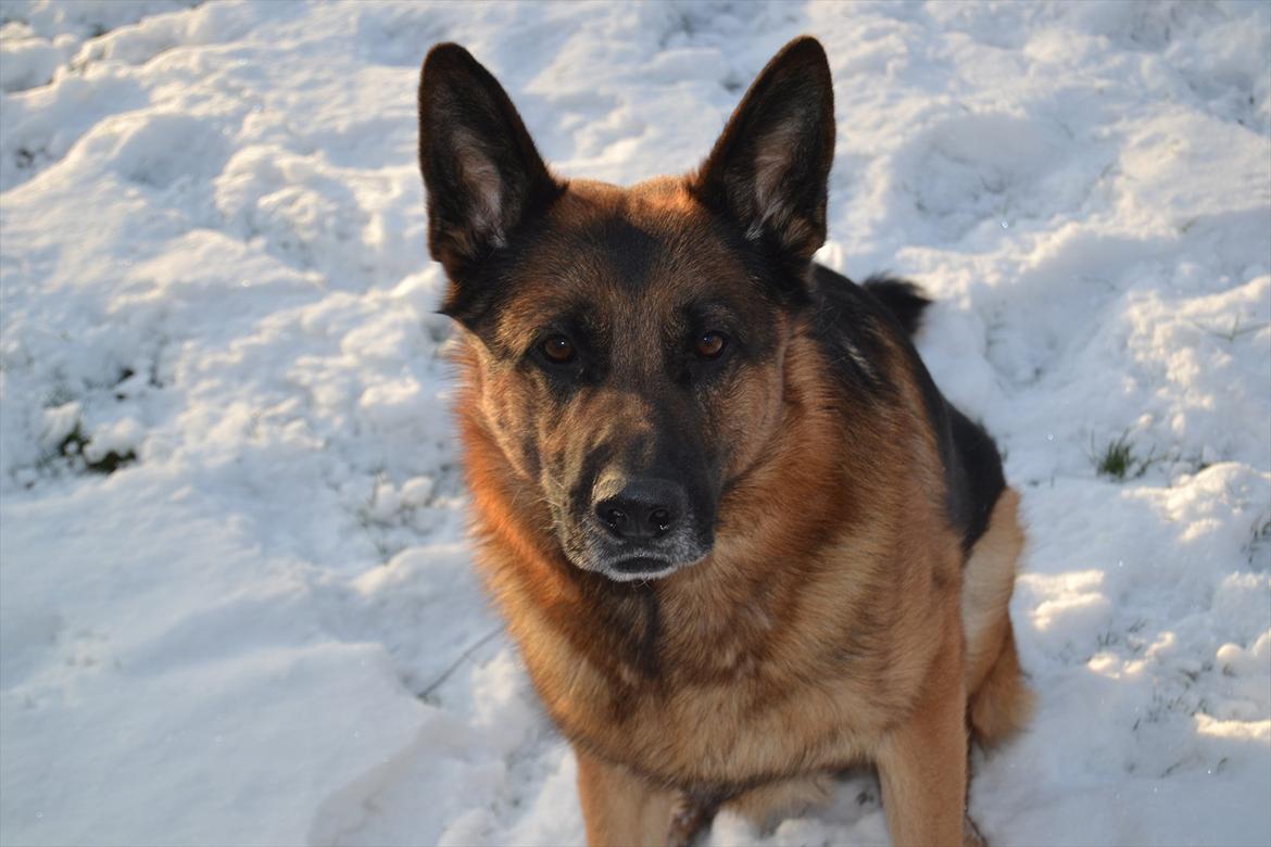 Schæferhund Lex billede 7