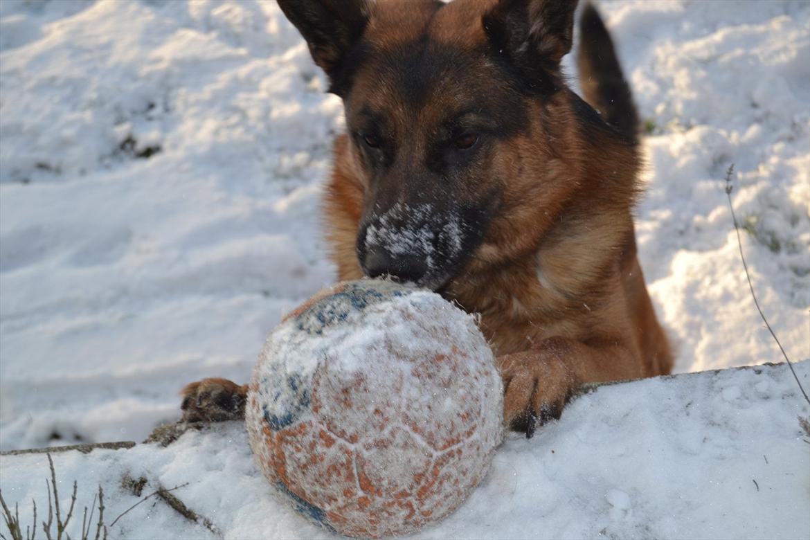Schæferhund Lex billede 8