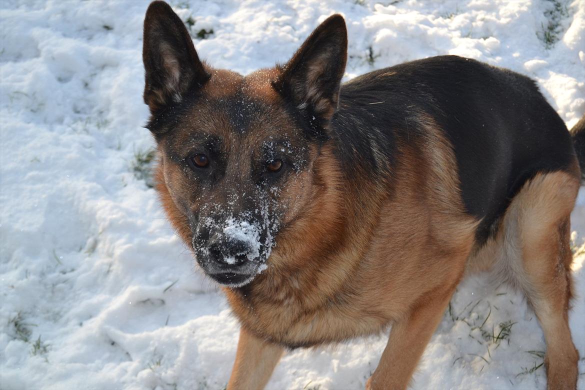 Schæferhund Lex billede 9