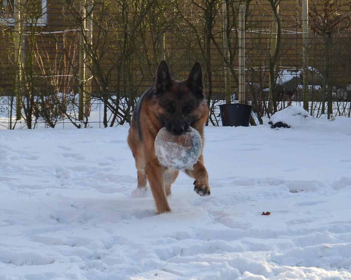 Schæferhund Lex billede 10