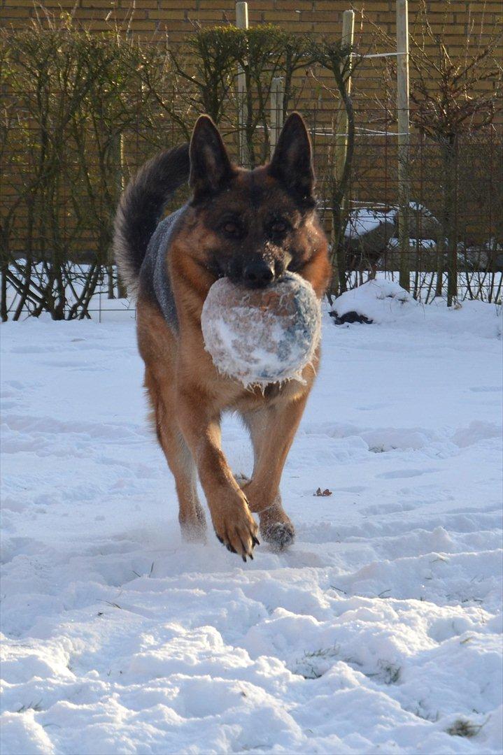 Schæferhund Lex billede 11