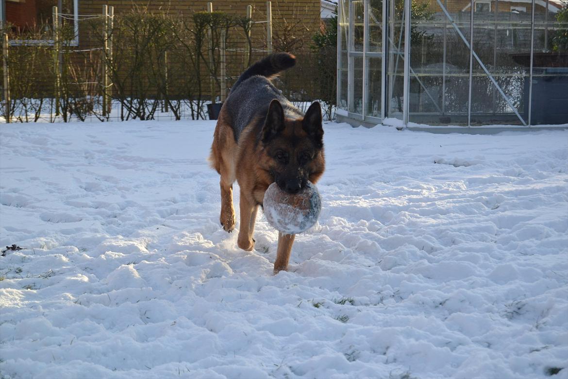 Schæferhund Lex billede 12