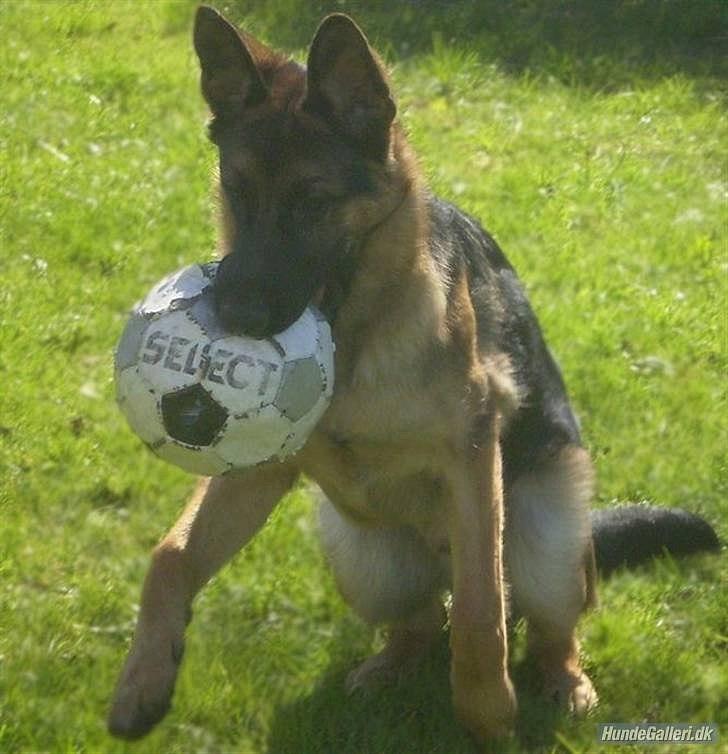 Schæferhund Lex billede 13