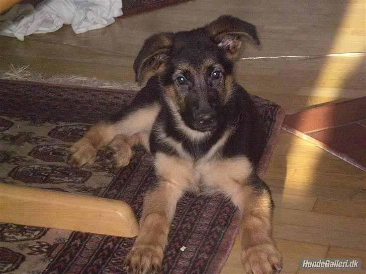 Schæferhund Lex billede 14