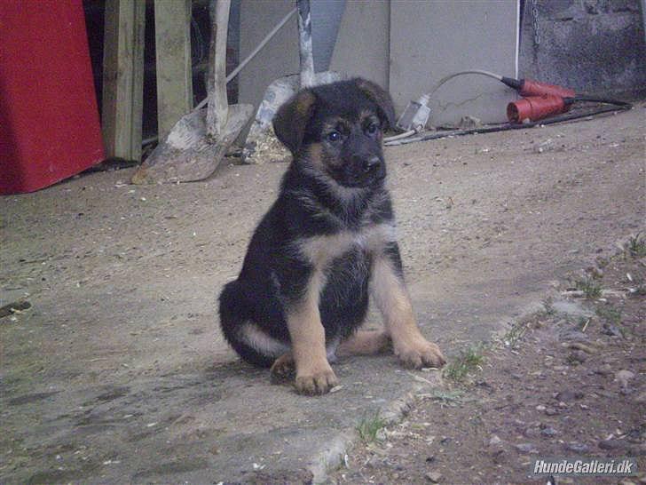 Schæferhund Lex billede 15