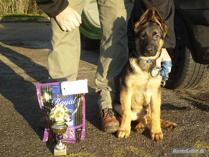 Schæferhund Lex billede 16