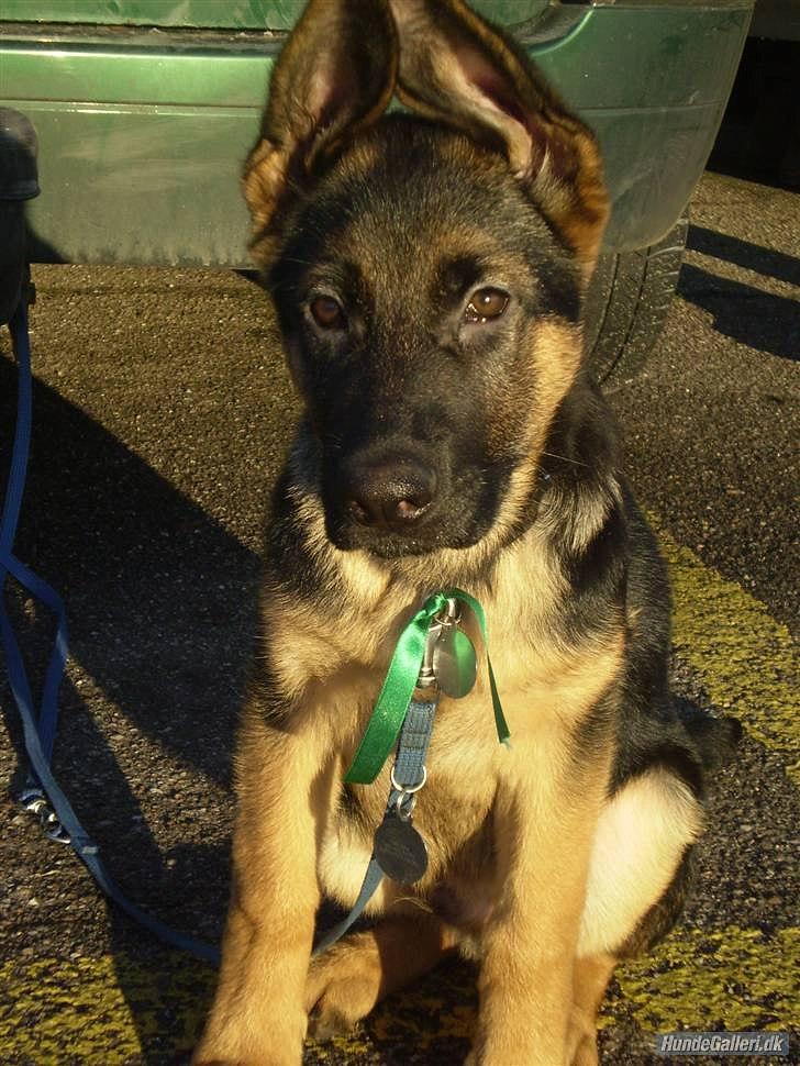 Schæferhund Lex billede 17