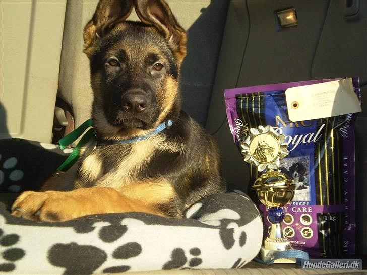 Schæferhund Lex billede 18