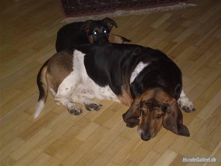 Schæferhund Lex billede 19