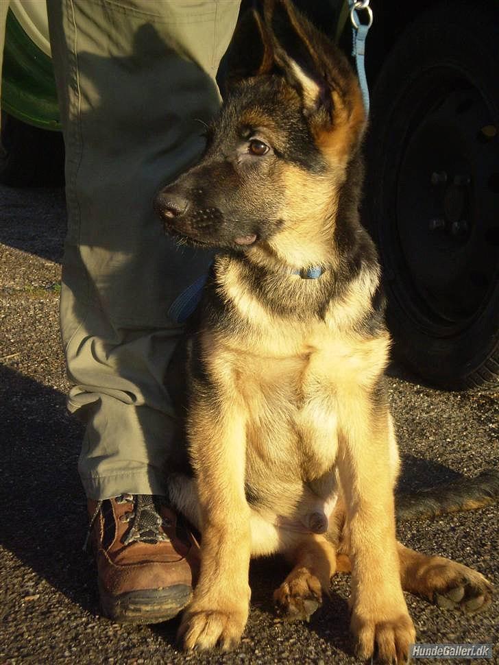 Schæferhund Lex billede 20